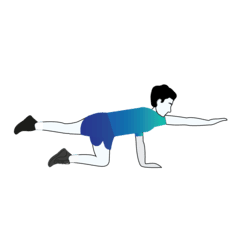 Quadruped exercise illustration