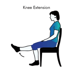Knee Extension exercise illustration